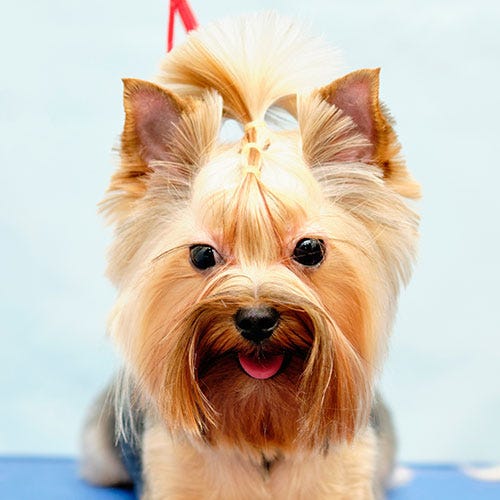 How to Groom Perfectly Tipped Ears: Step-by-Step Guide for Groomers