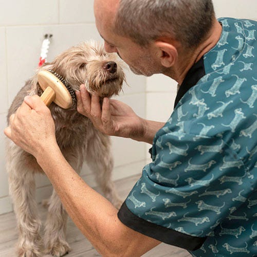 Post-Grooming Dog Skin Infections: Causes, Symptoms, and Prevention Tips