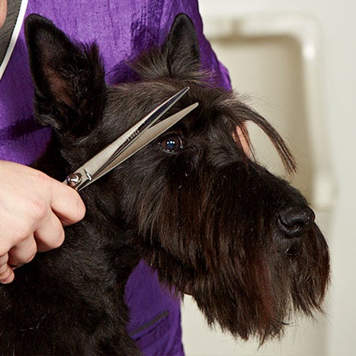 How to Style Distinctive Scottish Terrier Eyebrows: Grooming Tips for Perfect Brows