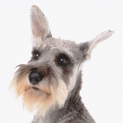 How to Clip Dog Ears Smoothly and Safely: Grooming Tips for Clean Ears
