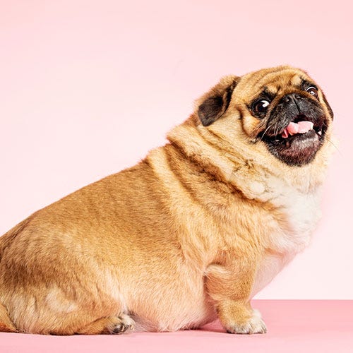 Addressing Pet Obesity: Grooming Challenges & Health Tips