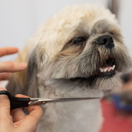 When You Feel Resistance: Grooming Wisdom to Avoid Mishaps