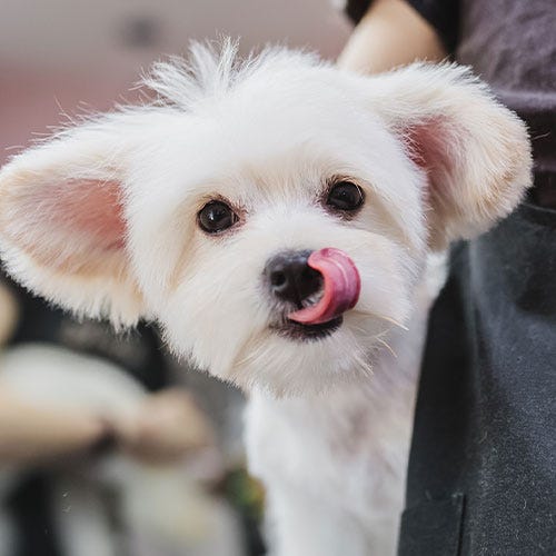 When a Client 'Cheats': Handling Pet Grooming Loyalty with Grace