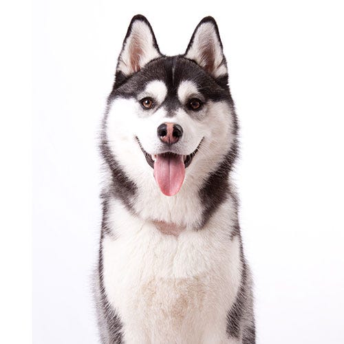 Do Triple-Coated Dog Breeds Exist? Insights for Groomers