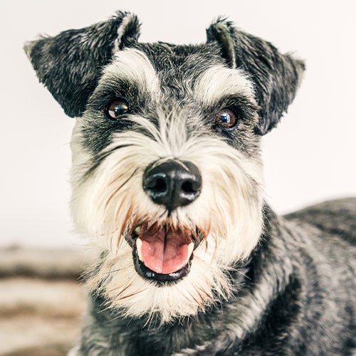 Mastering Schnauzer Eyebrows: Pro Grooming Tips