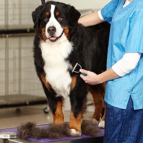 Why Do Dogs Shed in the Fall? Understanding Seasonal Shedding