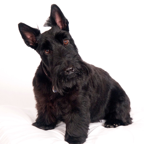 Creative Grooming: Modified Styles for Schnauzers & Beyond