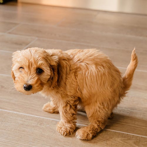 When Pets Annoy: A Groomer's Guide to Patience and Understanding