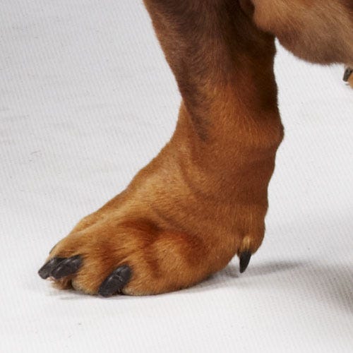 All About Dewclaws in Dogs | Care, Function & Grooming Tips