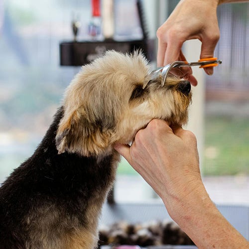 Fixing Home Grooming Mishaps: Tips for Pet Owners and Groomers