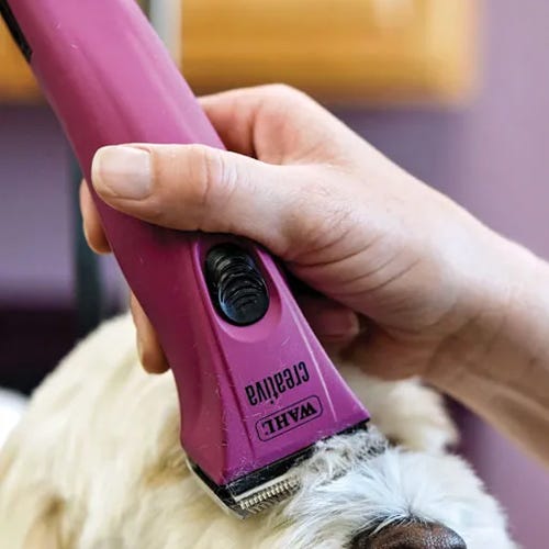 Why You Should Avoid Shaving a Dog’s Nose Bridge