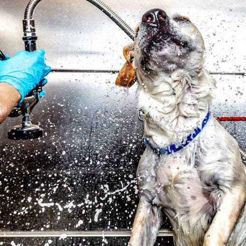 Handling Difficult Dogs: Grooming Challenges & Communication