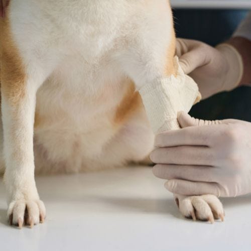 Why Pet First Aid Training is Essential for Groomers
