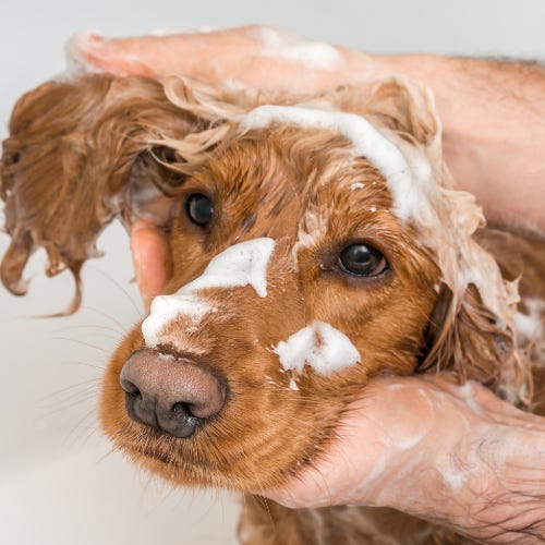 How to Use Medicated Dog Shampoo Effectively