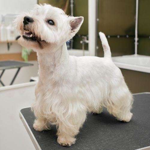 How to Trim a West Highland White Terrier’s Tail: Pro Grooming Guide