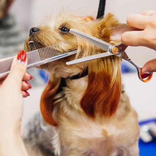 Funny Pet Grooming Requests: How to Handle Customer Demands