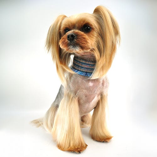 5 Key Benefits of Brushing Your Dog Regularly