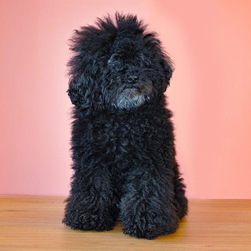 Beginner’s Dog Grooming Guide: Tips for a Fun, Stress-Free First Trim