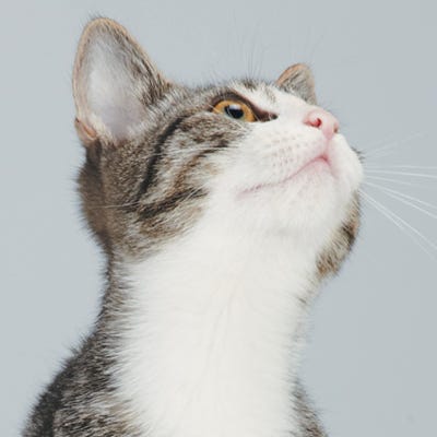 Cleaning Cats Ears