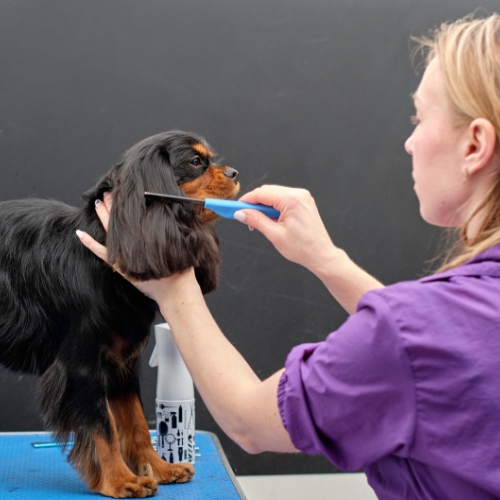 Trimming Cocker Spaniel Ears: A Groomer’s Guide