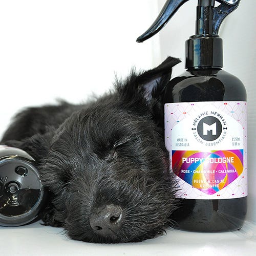 Common Dog Grooming Questions Answered by a Professional