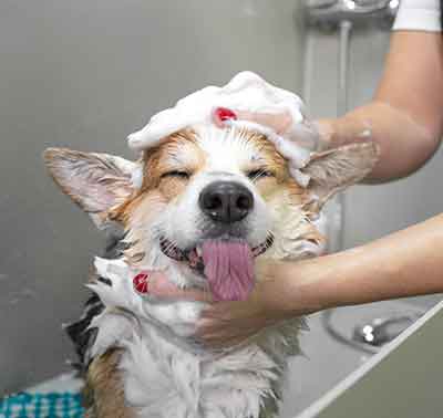 Dog getting shampoo