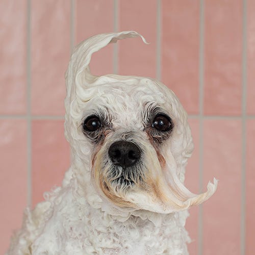 The Benefits of Bathing Your Dog | Keep Your Pup Happy & Healthy