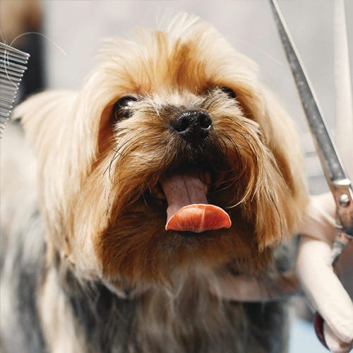 When Tongue Meets Scissors