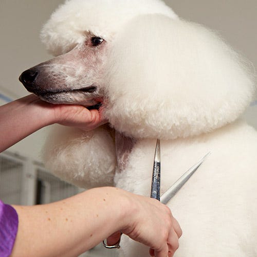 How to Choose and Care For a “Work Horse” Shear