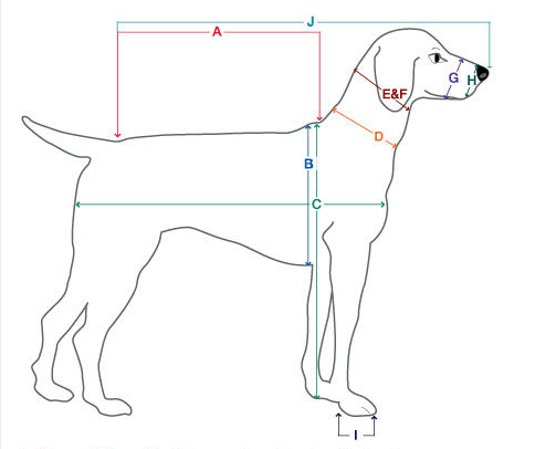 Pet Sizing Guide: Apparel, Collars, Muzzles & Crates | PetEdge